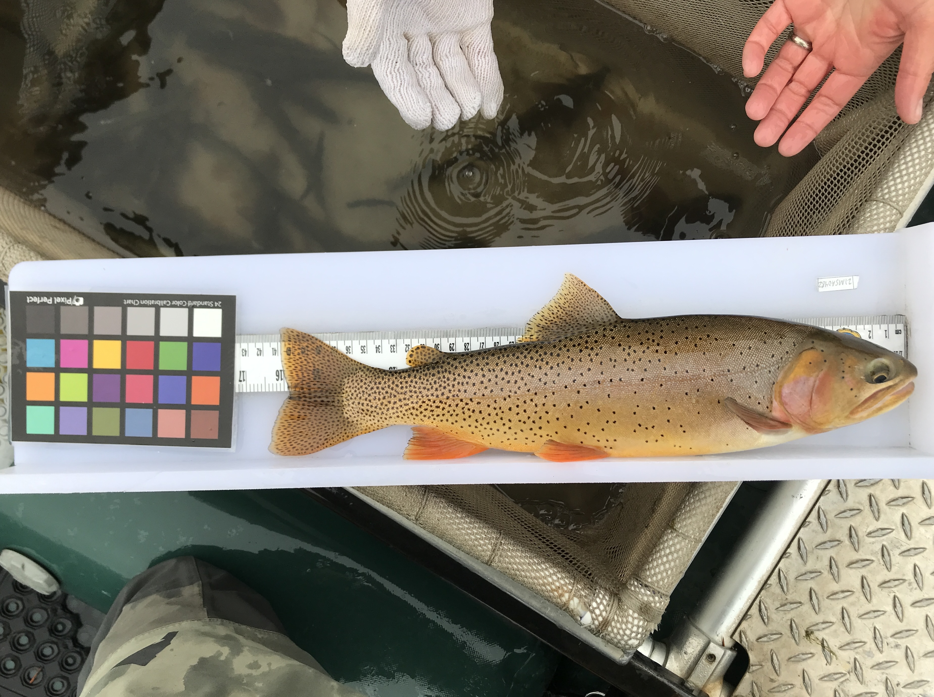 A Yellowstone cutthroat trout being sampled for genetic analysis.
